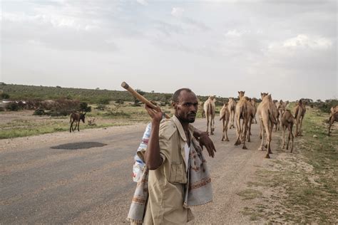 Milk, meat and might: in Somalia, 'the camel is king'