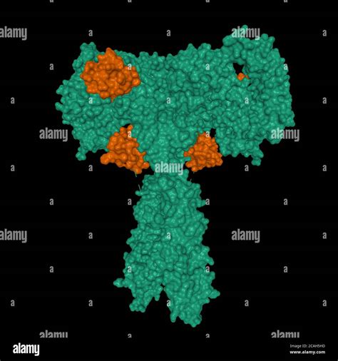 Structure of full-length insulin receptor (green) bound to four insulin molecules (brown), 3D ...