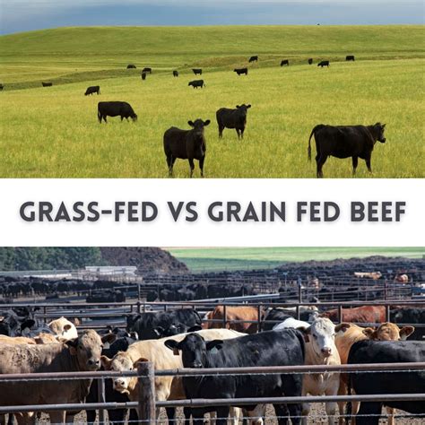 Grass-Fed Beef vs. Grain-Fed Beef Pros and Cons