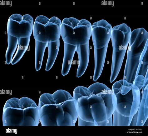 Dental Anatomy Diagram 3d