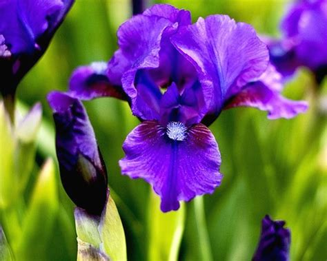 dark purple iris flowers in nature.jpg