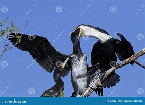 White-breasted Cormorant Phalacrocorax Lucidus Stock Photo - Image of bird, africa: 138307648