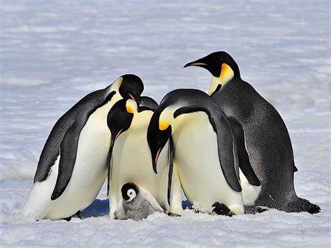 Baby Emperor Penguins Facts