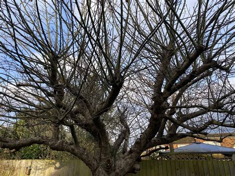 New Post -> Old apple tree - pruning on TIDY GARDENS … | Pruning apple ...