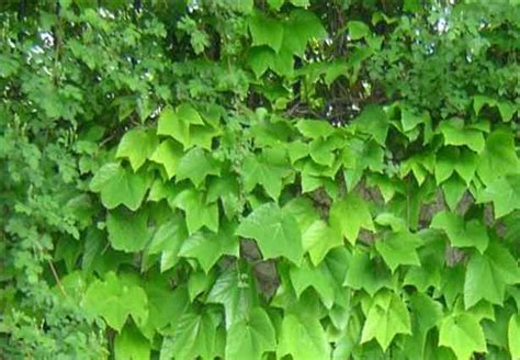 Virginia Creeper Vine: Grow & Care for Parthenocissus quinquefolia - RayaGarden