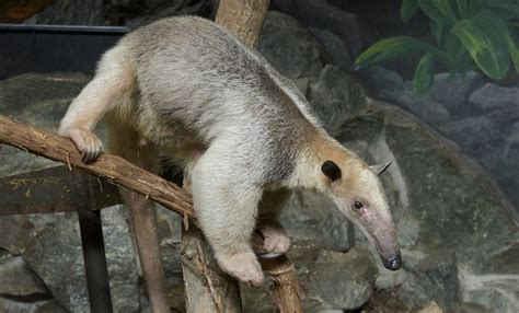 What is an Anteater? | Anteater Facts for Kids | Twinkl