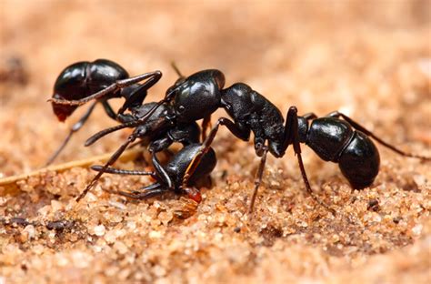 Ant Identification and Guide to 8 Common Types | Owlcation