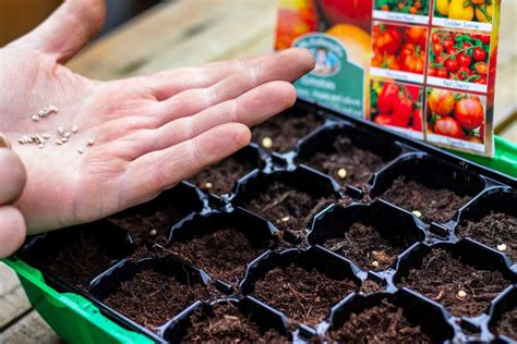 Planting Tomato Seeds: Everything You Need To Know - Tomato Bible