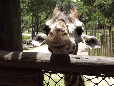 My favorite thing at Brevard zoo | Brevard zoo, Zoo, Giraffe