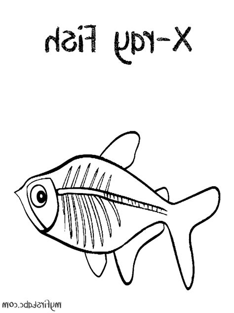 X Ray Fish Drawing at GetDrawings.com | Free for personal use X Ray Fish Drawing of your choice