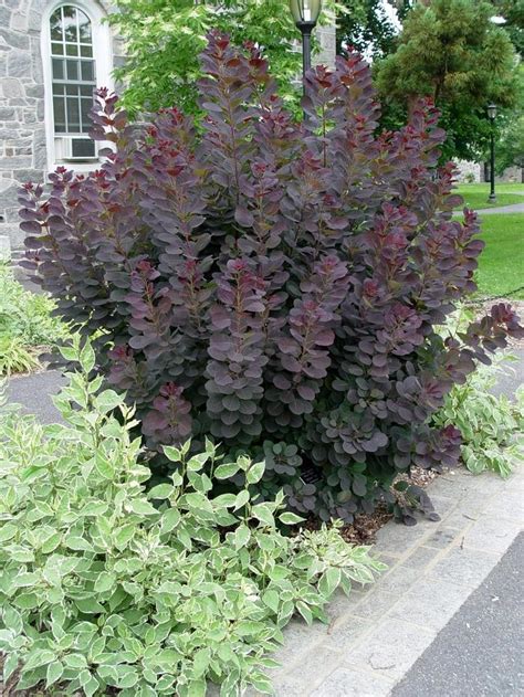 Cotinus coggygria 'Royal Purple' Royal Purple Smokebush from Scotts Garden Centre