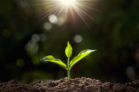 small plant growing in garden with sunlight 7449116 Stock Photo at Vecteezy