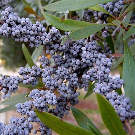 Myrica Cerifera - Wax Myrtle - Tidewater Trees