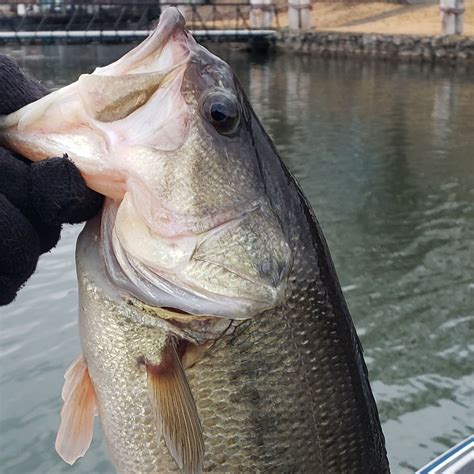 Prices and details for Lake of the Ozarks fishing trips half day full