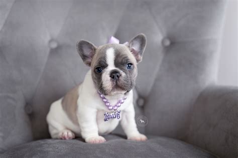 Check it out! Blue Fawn Pied Frenchie Puppy in 2020 | Frenchie puppy ...