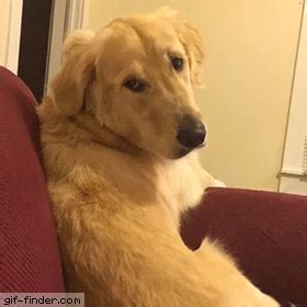 Golden Retriever GIFs - Get the best GIF on GIPHY