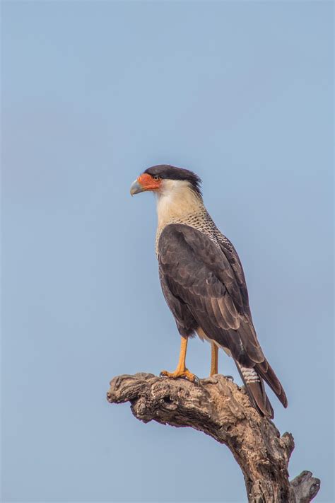 Beaufort Welcomes a Mexican Eagle - Beaufort.com