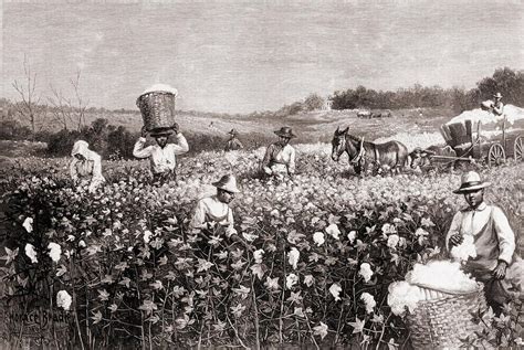 African Americans Picking Cotton Photograph by Everett