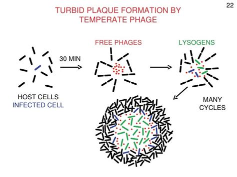 Phage