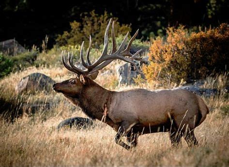 100 Estes Park Wildlife ideas | rocky mountains, estes park, wildlife