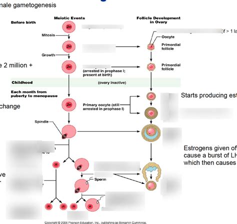 oogenesis Diagram | Quizlet