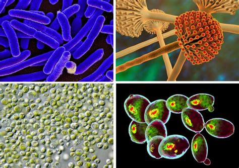 What Are Single-Cell Proteins? Can We Consume Them? » ScienceABC