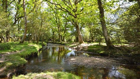 5 Enchanting New Forest Walks | Walking Holiday | Toad Hall Cottages