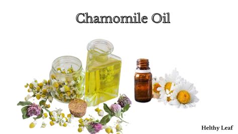 15 Curing Health Benefits of Chamomile Oil - Helthy Leaf