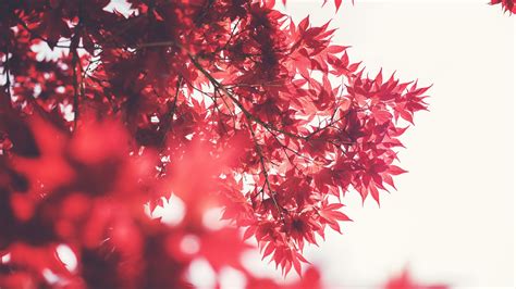 Red Nature Wallpapers - 4k, HD Red Nature Backgrounds on WallpaperBat