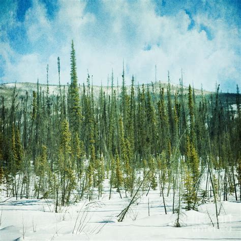 Tundra Forest Photograph by Priska Wettstein