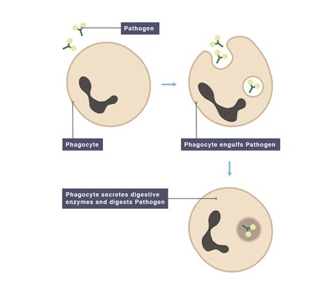 IGCSE Biology 2017: 2.62: Understand How the Immune System Responds to ...