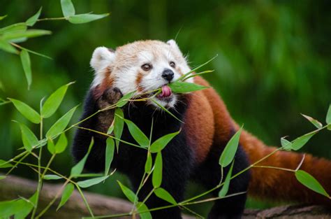 Red Pandas eat bamboo just like pandas. However, red pandas are not ...