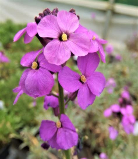 Erysimum 'Bowles Mauve' | Well Established Erysimum | Proctors Nursery