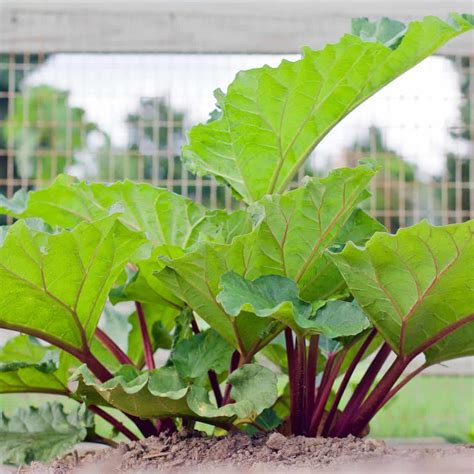 Growing Rhubarb - Tips & Tricks for a Good Harvest - Simplify, Live, Love