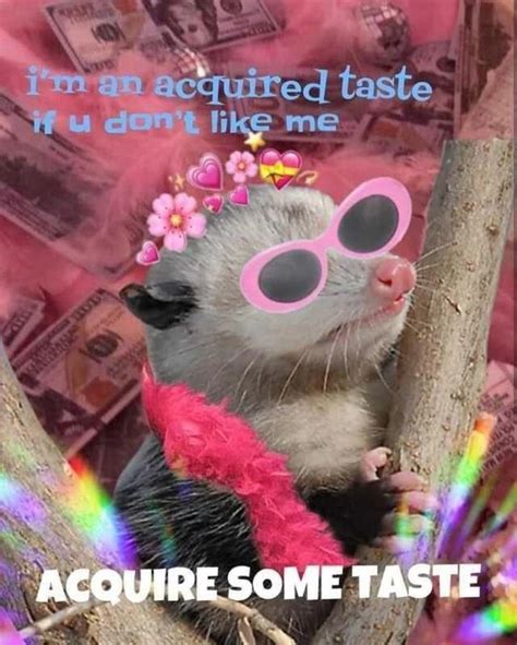 Opossum memes (with related facts.) - opossums are important post - Imgur | Memes, Funny memes ...