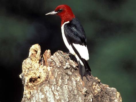 Red-headed Woodpecker - Melanerpes erythrocephalus - NatureWorks