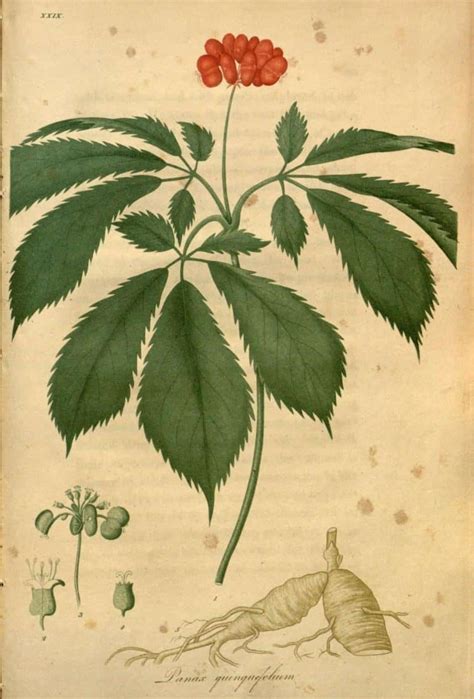 A Guide To Indoor Ginseng Growing: Grow This Healing Herb at Home ...