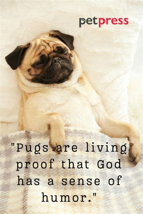 50 Best Pug Dog Quotes That Reflect Their Witty Nature - PetPress