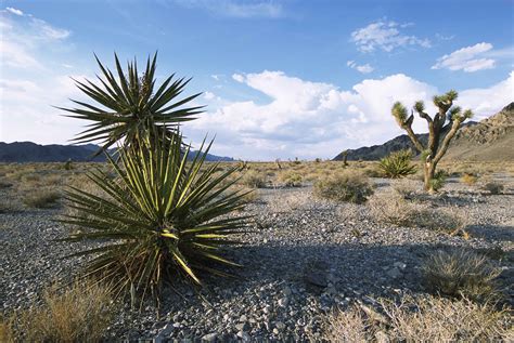 Free picture: Mexico, desert, nature, landscape