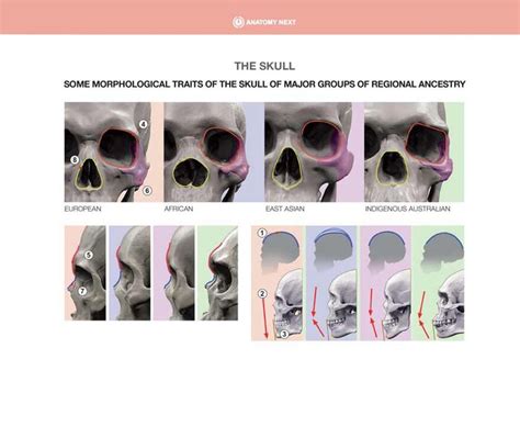 ArtStation - Some morphological traits of the skull | Skull anatomy ...