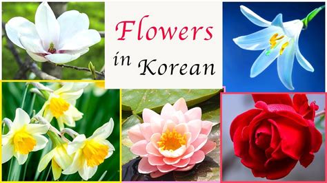 Flowers in Korean - Korean Vocabulary (flower: 꽃) - YouTube