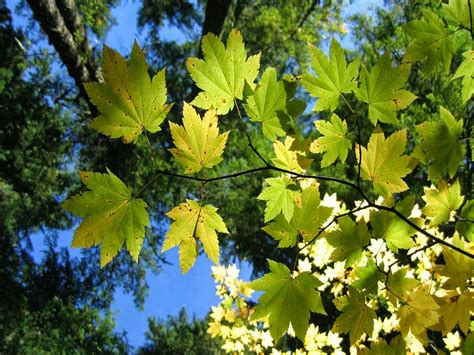 Fondo de Pantalla Naturaleza hojas verdes | JAH Imagenes - HD