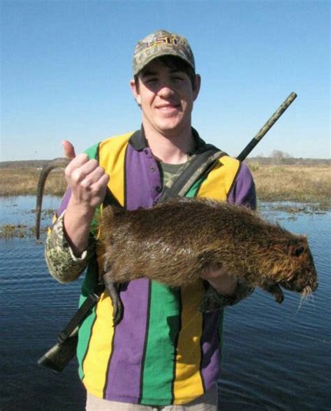 Nutria Rat | Louisiana, Sweet magnolia, Louisiana state