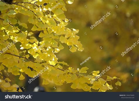 Closer Look Ginkgo Tree Leaves Stock Photo 1994270405 | Shutterstock