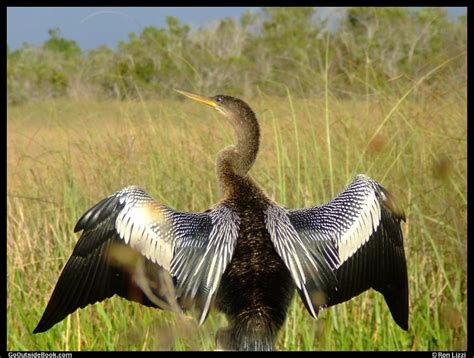 Anhinga Trail, Everglades National Park, Florida | Go Outside Book