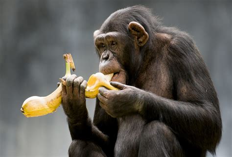 Monkeys Do Not Eat Bananas in the Wild