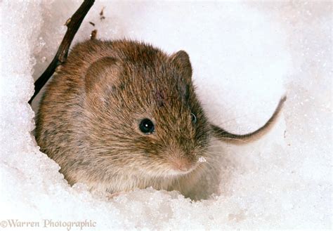 Bank Vole photo WP07200