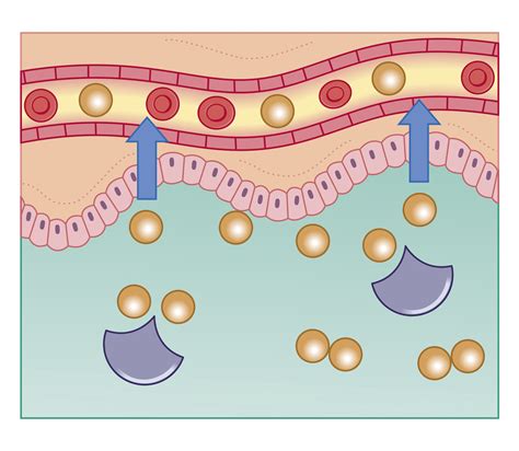 Why You Need to Know About Your Digestive Enzymes