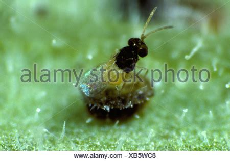 A parasitoid wasp (Encarsia formosa) among parasitised glasshouse Stock ...