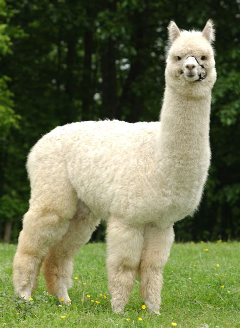 Alpaca | A Lovely And Cute Animal | The Wildlife